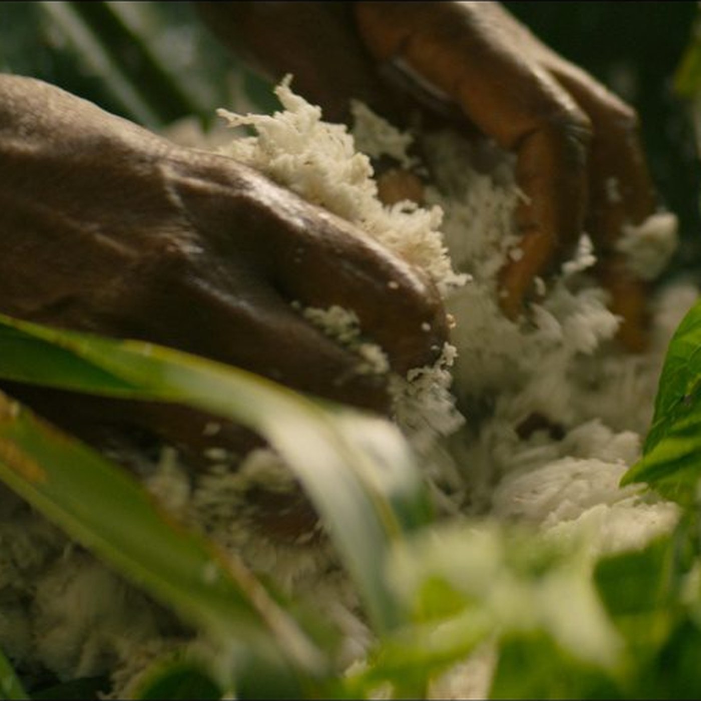 Hands working fiber among green leaves